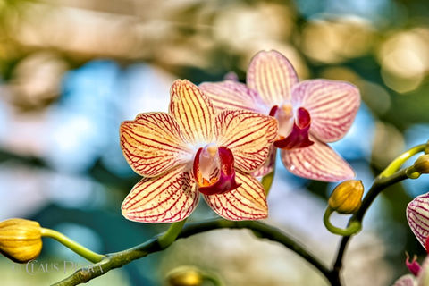 Foto | Bild: Orchideen.
Format: JPG | 8688 x 5792 px