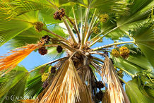 Foto | Bild: Palme und Fruchstand auf Dominica.
Format: JPG | 8192 x 5464 px