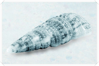 Foto: Icy Shell Collection N° 5
Bildgröße: 9000 x 6000 px