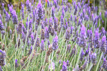 Foto | Bild: Lavendel.
Format: JPG | 6720 x 4480 px