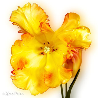 Foto | Bild: Gelbe Tulpe auf weißem Hintergrund.
Format: JPG | 4437 x 4437 px