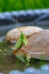 Foto | Bild: Grashüpfer Flip.
Format: JPG | 4480 x 6720 px