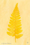 Foto | Bild: Sonnige Blätter auf kreativen gelb-orangenen Hintergrund.
Format: JPG | 6000 x 9000 px