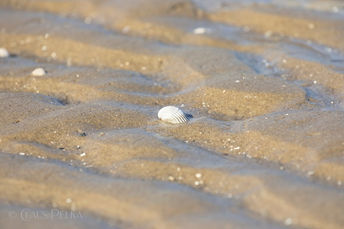 Foto | Bild: Muscheln am Elbstrand bei Otterndorf.
Format: JPG | 6720 x 4480 px