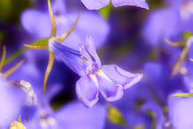 Foto | Bild: Akelei.
Format: JPG | 5184 x 3456 px