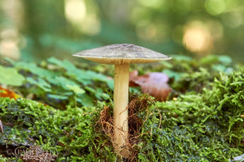 Foto | Bild: Die bezaubernde Welt der Pilze, mit ihren unterschiedliche Arten, Formen und Farben.
Format: JPG | 5184 x 3456 px