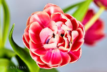 Foto | Bild: Bauernrose.
Format: JPG | 6718 x 4478 px