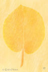Foto | Bild: Sonnige Blätter auf kreativen gelb-orangenen Hintergrund.

Format:  JPG  |  6000 x 9000 px