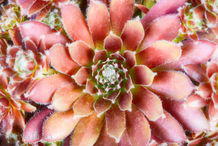 Foto | Bild: Sukkulenten.
Format: JPG | 6720 x 4480 px