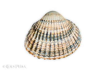 Foto | Bild: Muschel auf weißem Hintergrund.
Format: JPG | 8499 x 5665 px