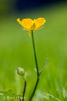 Foto | Bild: Butterblume | Hahnenfuß - leuchtend gelb, mit fünf glänzenden Blütenblättern.
Format: JPG | 4480 x 6720 px