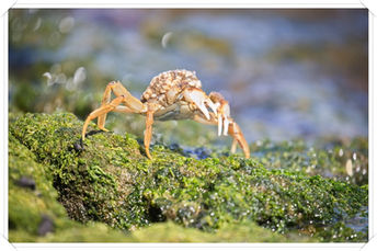 Foto: Eine Nordseekrabbe beim Sonnenbaden am Otterndorfer Elbstrand.
Bildgröße: 6720 x 4480 px