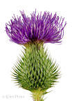 Foto | Bild: Distel auf weißem Hintergrund.
Format: JPG | 5868 x 8234 px