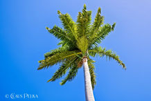 Foto | Bild: Palme auf Antigua.
Format: JPG | 8192 x 5464 px
