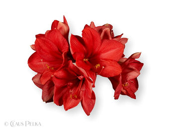 Foto | Bild: Amaryllis.
Format: JPG | 7006 x 5378 px