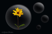 Foto | Bild: Flower Bubble N° 15 | Blüte in der Blase.
Format: JPG | 9000 x 6000 px