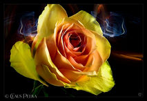 Foto | Bild: Kreative gelb-orange Rose auf schwarzem Hintergrund.
Format: JPG | 5484 x 3756 px