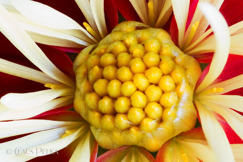 Foto | Bild: Dahlie.
Format: JPG | 5184 x 3456 px