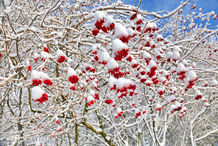 Foto | Bild: Der 'Gewöhnliche Schneeball' - die Früchte sind zuerst gelblich mit zarten roten Bäckchen, später dann leuchtend rot, der winterliche Schmuck der Ziersträucher.
Format: JPG | 8033 x 5358 px