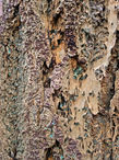 Foto | Bild: Baumrinde.
Format: JPG | 3000 x 4000 px