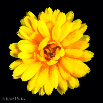 Foto | Bild: Gelbe Ringelblume.
Format: JPG | 4481 x 4481 px