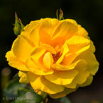 Foto | Bild: Gelbe Rose.
Format: JPG | 4474 x 4480 px