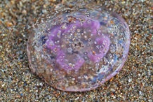 Foto | Bild: Qualle am Strand.
Format: JPG | 5184 x 3456 px