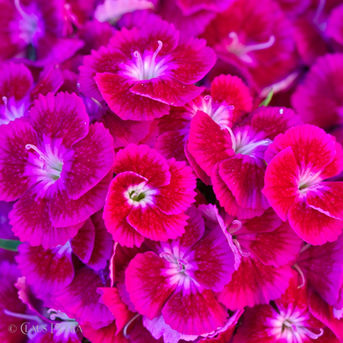 Foto | Bild: Hortensie.
Format: JPG | 4480 x 4480 px