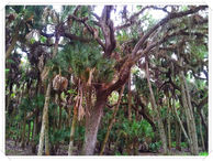 Bildgröße: 3264 x 2448 px
Foto: Florida Myakka River State Park