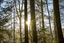 Foto | Bild: Waldlandschft Wingst.
Format: JPG | 8192 x 5464 px
