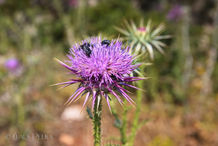 Foto | Bild: Distel.
Format: JPG | 6000 x 4000 px