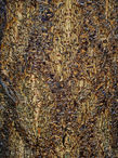 Foto | Bild: Baumrinde.
Format: JPG | 3024 x 4032 px