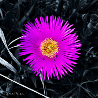 Foto | Bild: Rosa Mittagsblume - Carpobrotus acinaciformis.
Format: JPG | 4100 x 4100 px