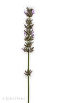 Foto | Bild: Lavendel auf weißem Hintergrund.
Format: JPG | 4172 x 7490 px