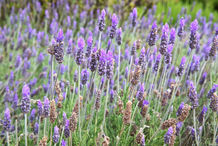 Foto | Bild: Lavendel.
Format: JPG | 6720 x 4480 px