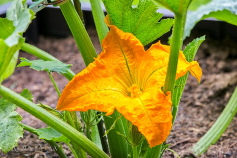 Foto | Bild: Zucchini Blüte.
Format: JPG | 6720 x 4480 px