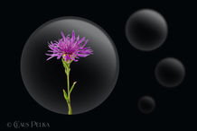 Foto | Bild: Flower Bubble N° 12 | Blüte in der Blase.
Format: JPG | 9000 x 6000 px