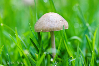 Foto | Bild: Pilze im Rasen.
Format: JPG | 6720 x 4480 px