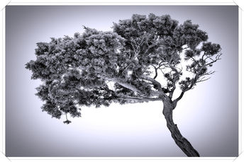 Foto: Tree Black & White
Bildgröße: 7106 x 4738 px