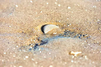 Foto | Bild: Eine einsame Muschel am Elbstrand bei Otterndorf.
Format: JPG | 6720 x 4480 px