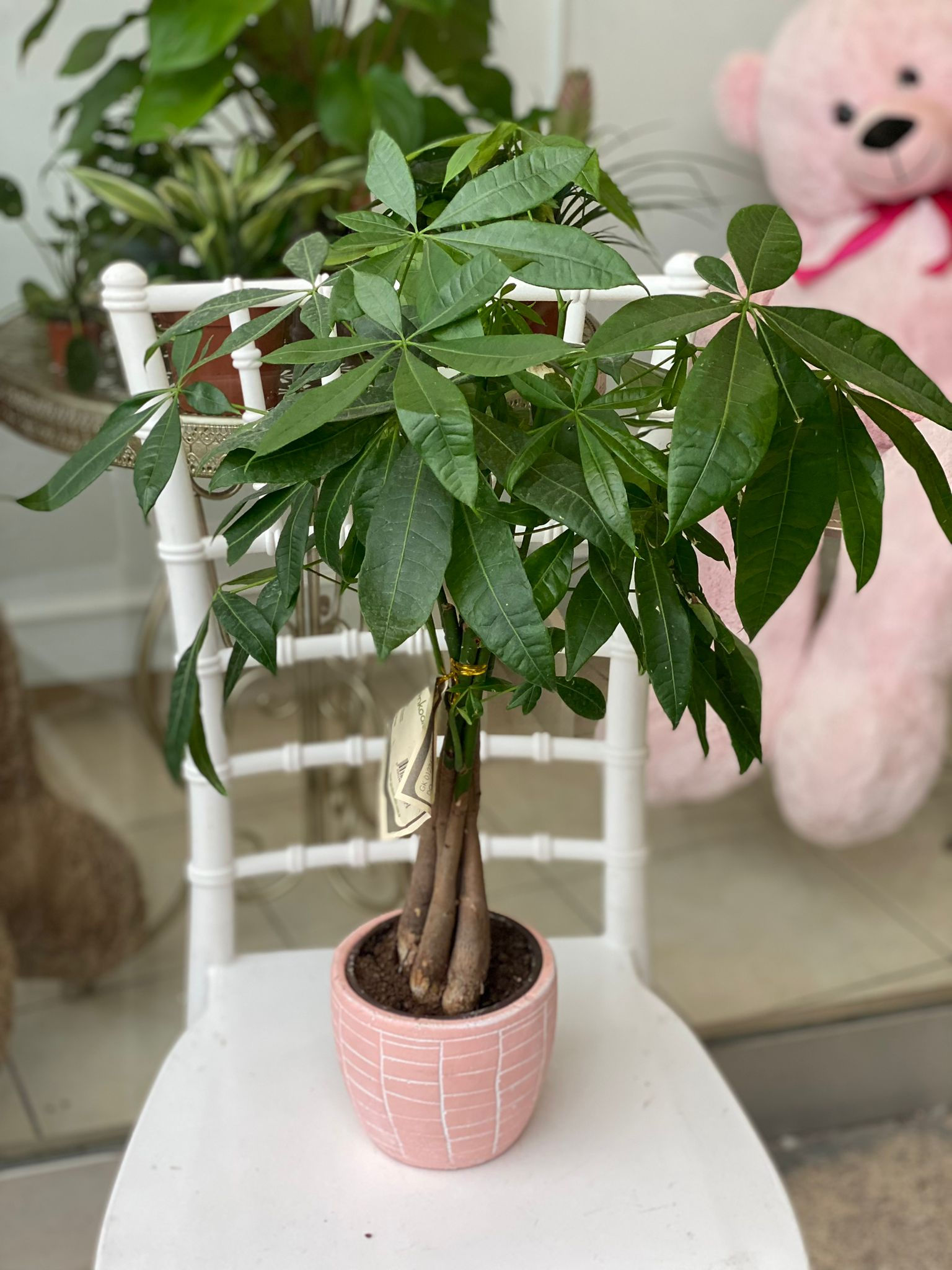 Pachira | Para Ağacı