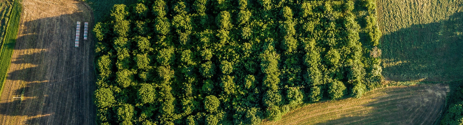 Aerial View of Orchard