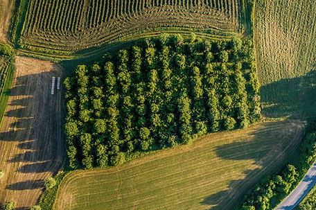 Aerial View of Orchard