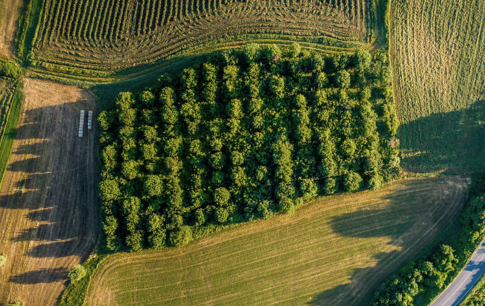 Aerial View of Orchard
