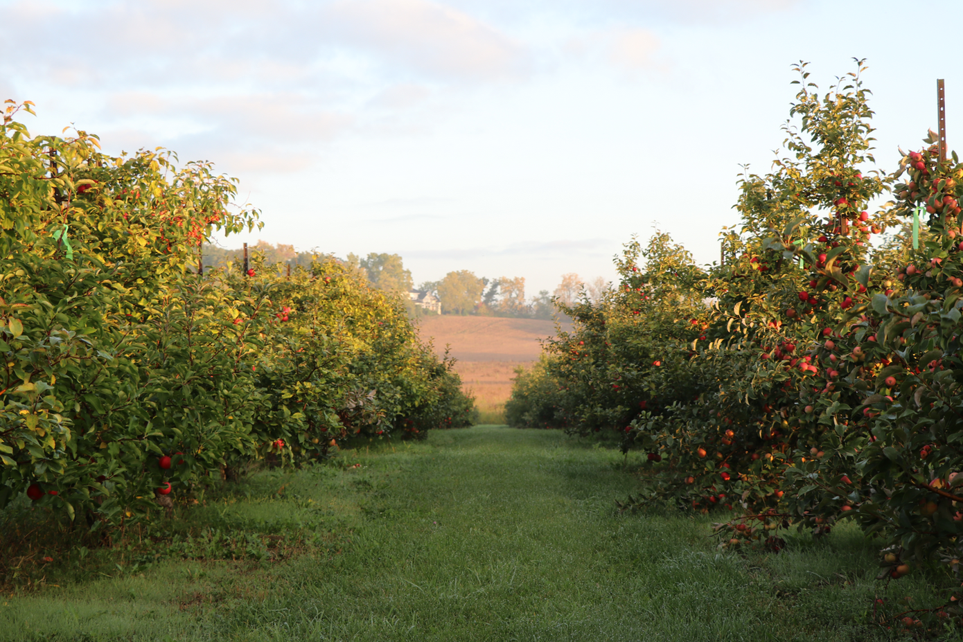 Apple Row