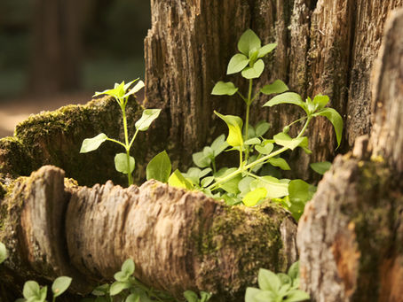 L'Art Subtil d'Être Ensemble : Quand la Présence Devient Guérison