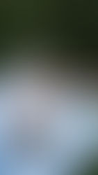 Colorful & Breezy Country-Chic Wedding at Trinity Tree Farm – Taylor and Marshall