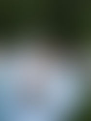 Colorful & Breezy Country-Chic Wedding at Trinity Tree Farm – Taylor and Marshall