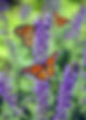 butterfly.jpeg