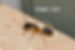 sugar-ant.jpg